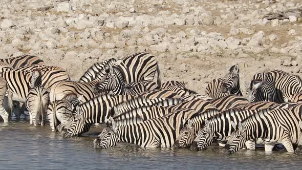 Plains Zebras Drinking Water