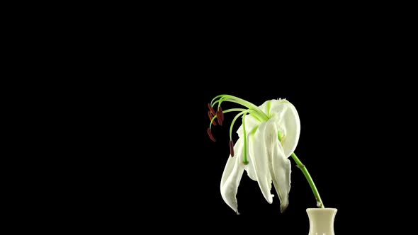 Time-lapse of dying white lily flower