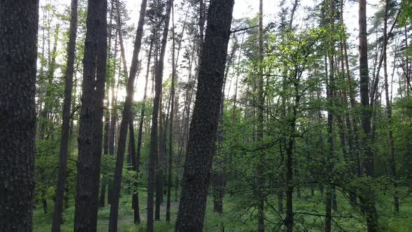 Summer Forest with Pine Trees Slow Motion