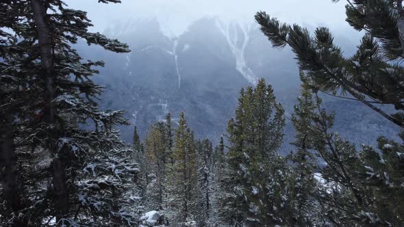 Pine forest with snow rising revealed