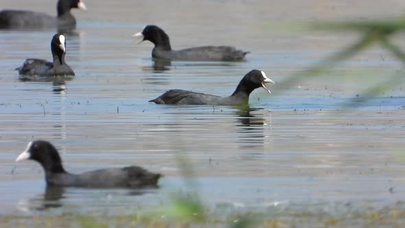 Black Eurasian Coot Ducks Swim on Lake Water Surface