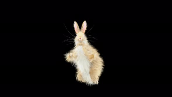 Rabbit Dancing 4K