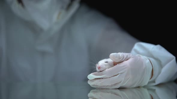 Researcher Holding Pills and Rat, Pharmacological Experiments, Health Treatment