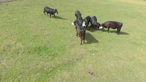 Aerial shot rotating around black cattle that are happily playing on a farm in Victoria.