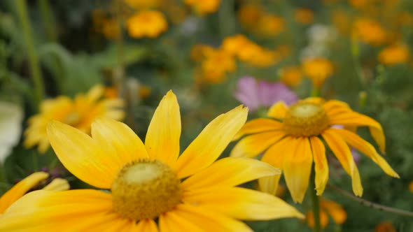 Garden with Rudbeckia hirta Irish Spring flower 4K 3840X2160 30fps  UltraHD footage - Many Orange Ru