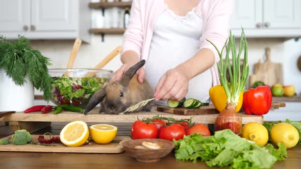 Pregnant Woman Cooking At Home And Feeding Her Rabbit On Kitchen