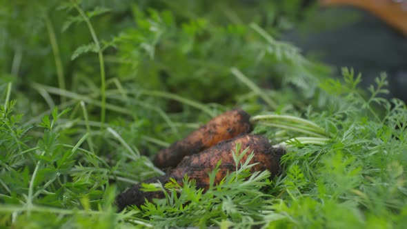 Freshly Dug Carrots with Leaves on Vegetable Bed