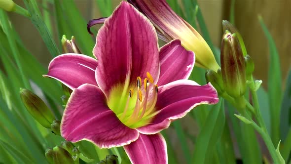 Gardening: sharp, close-up view of a Hemerocallis Little Missy flower.