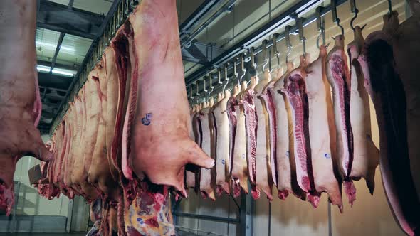 Pigs Carcasses Hang on Hooks at Slaughterhouse.