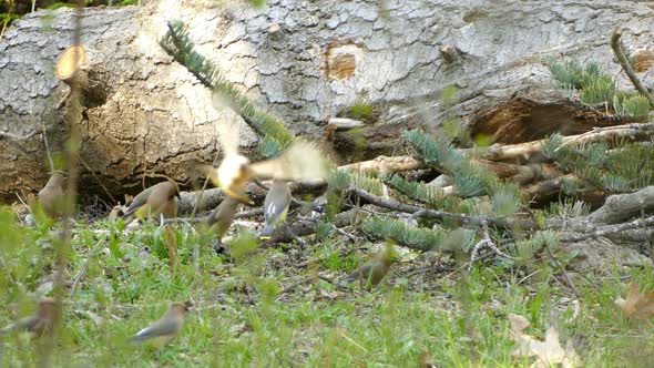 Flock of Cedar Waxwing birds on forest ground eating