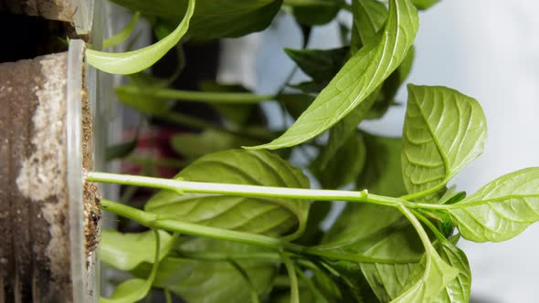 Green Pepper Sprouts Grow From Transparent Plastic Cups