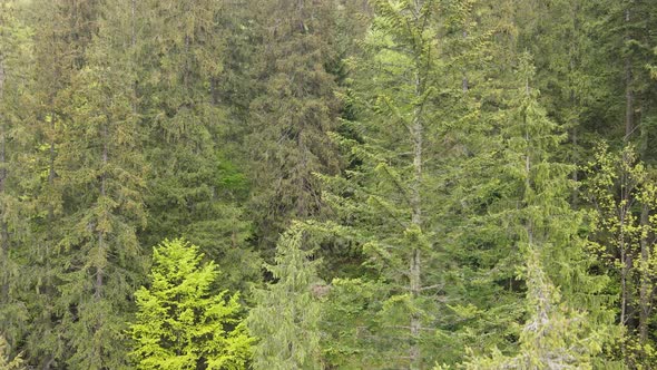 Spruce in the Forest. Carpathian Mountains. Slow Motion. Ukraine. Aerial