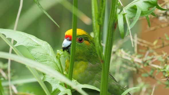 close up of a yellow-crowned parakeet feeding
