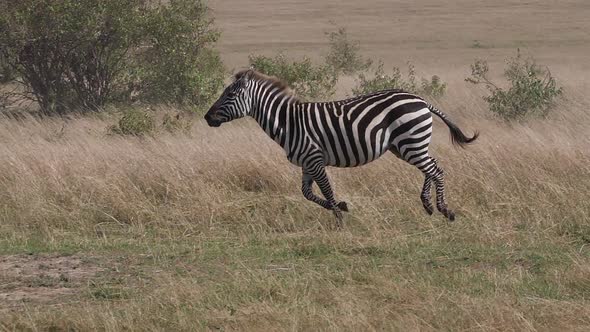 Grant's Zebra, equus burchelli boehmi, group running through Savannah, Masai Mara Park in Kenya