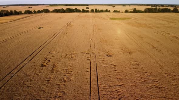 Aerial footage of a young girl having a walk in the field of ripe wheat