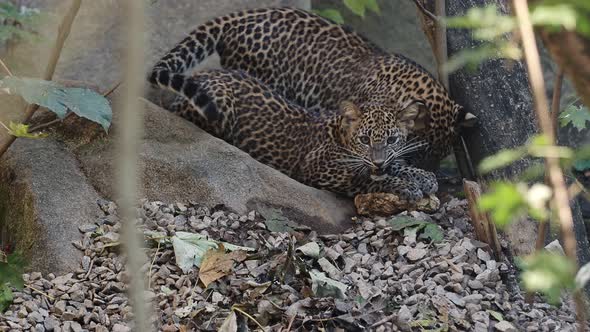 Sri Lankan leopard cub, Panthera pardus kotiya