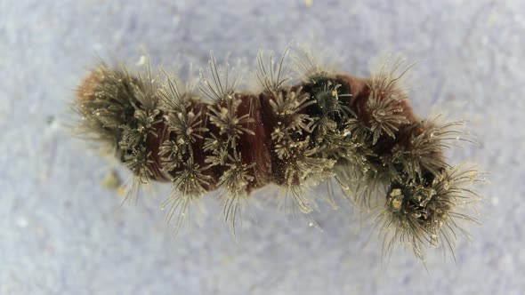 Moving Caterpillar With Hair