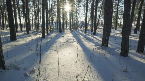 Sun Shining Through Trees In Winter Forest