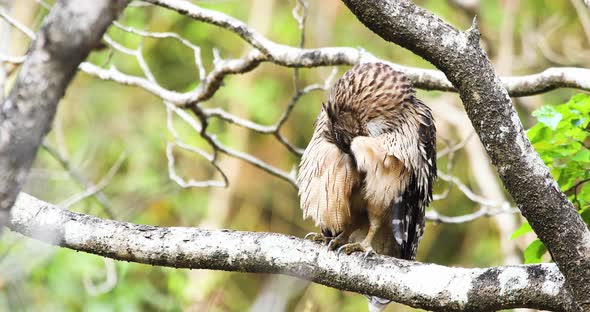 Brown Fish Owl grooming , preening its feathers to keep them clean in forest