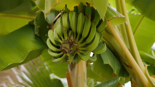 Closeup of Banana Tree Small Green Banana Fruits on the Stem