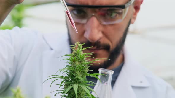 Scientists are examining plants and doing quality control of legally grown cannabis plants