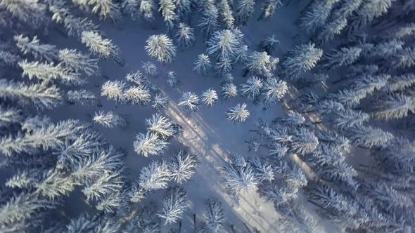 Rotation above Frozen Winter Forest