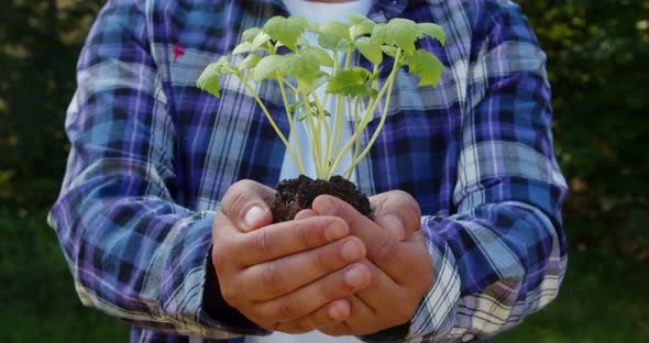 Farmer's Hand Holds a Fresh Cucumber Seedling of a Young Plant