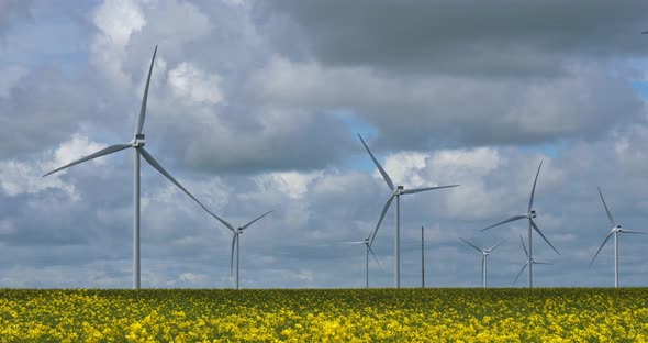 Field of rapeseed (Brassica napus)and wind turbines  in Brittany, France