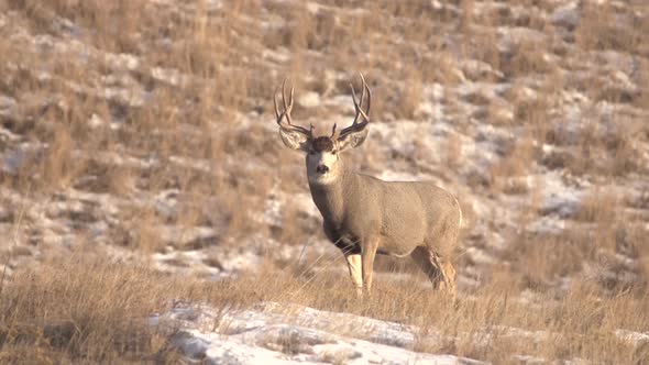 mule deer buck in the snow