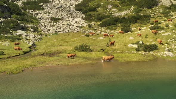 Herd Of Cows On Banderishki Lakes Fish Lake 8