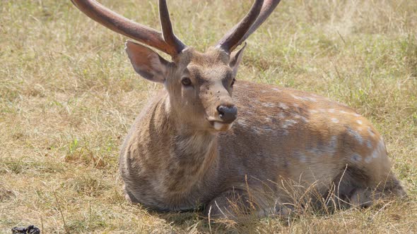 Sika Deer Buck in Field