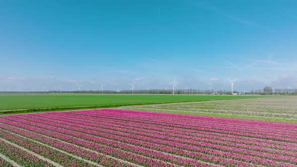 Rows of Pink tulips in full bloom and wind turbine in The Netherlands.