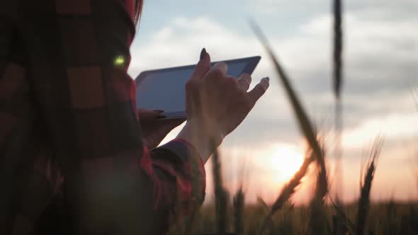 Pretty Young Woman with Tablet Computer Working in Wheat Field at Sunset. The Girl Uses a Tablet