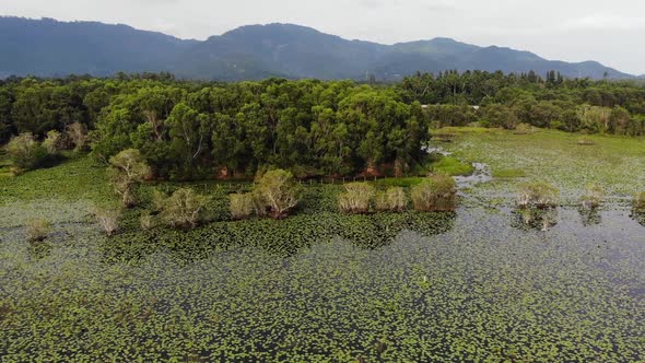 Calm Pond with Lotuses Drone View. Lotus Leaves Floating on Surface of Tranquil Lake in Green