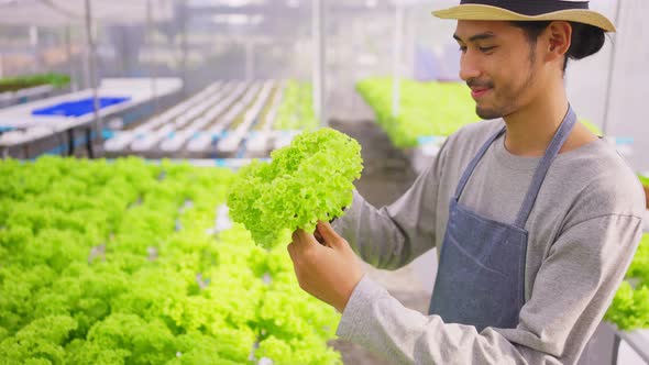 Asian young business male farmer owner working in vegetables hydroponic farm with happiness.