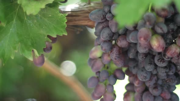 Grapes in the Vineyard Close-up. Ukraine