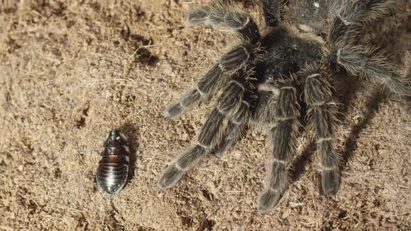 Creepy crawlies Tarantula and cockroach