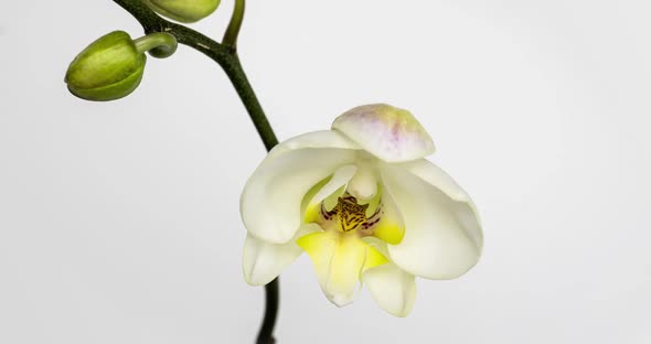 Time-lapse of Opening Orchid Flowers on White Background. Wedding Backdrop, Valentine's Day