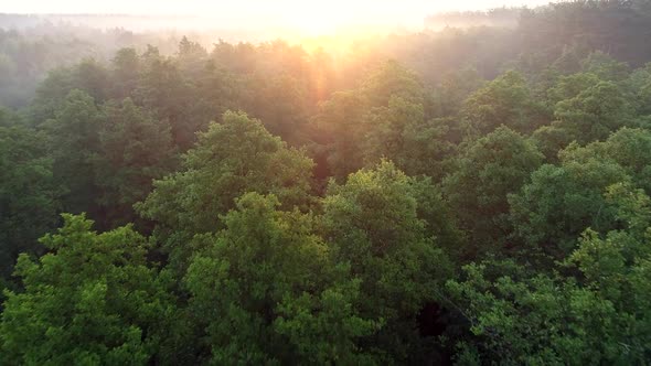 Flying Towards Sun Over Tree Tops at Dawn