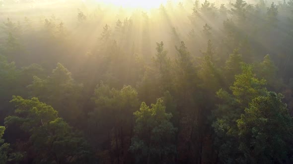 Flying Over Green Trees Forest at Sunrise. Morning Sun and Fog