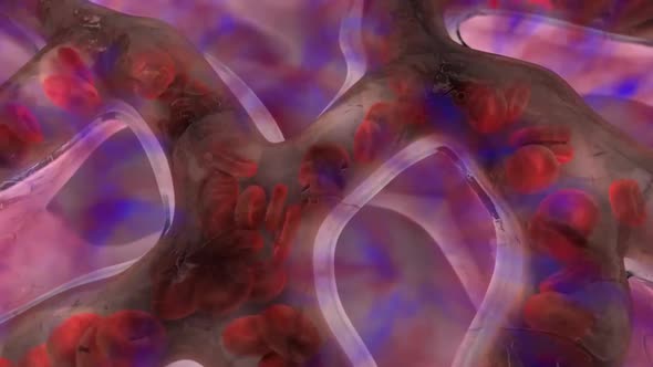 Transport of Oxygen and Carbon Dioxide in the Blood