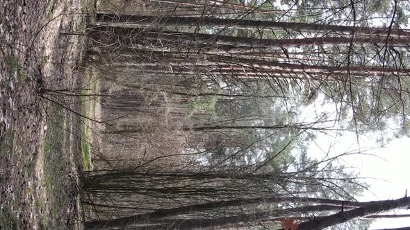 Vertical Video of Trees in a Pine Forest Slow Motion