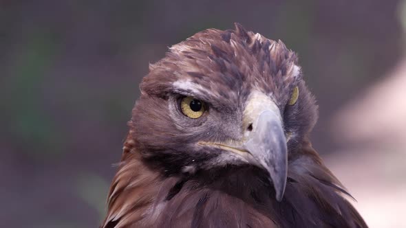 Close up view of Golden Eagles head