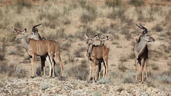 Kudu Antelopes In Natural Habitat - South Africa