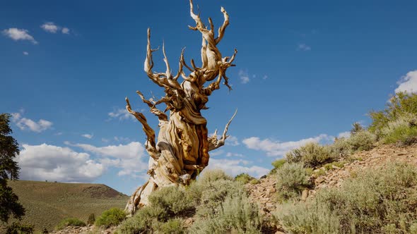 Time lapse of the clouds moving behind a Bristlecone Pine Tree