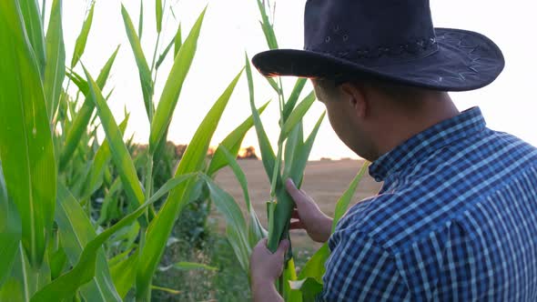 Farmer Working in a Corn Field He Inspects the Corn Grain Harvest