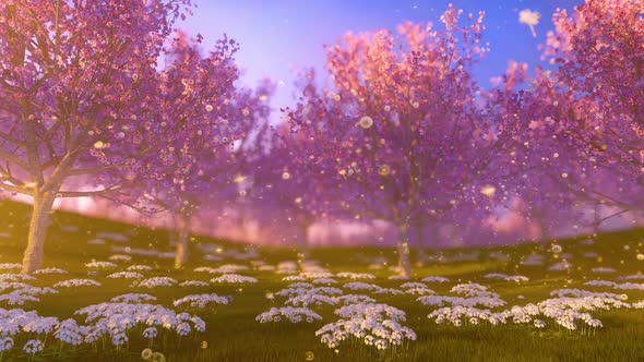 Cherry Blooming Orchard With Dandelions In Spring