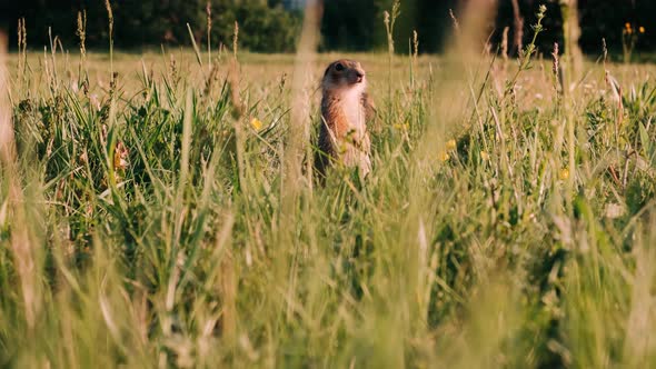 Two Young Gopher Looking for Food in a Lush Green Meadow. Gopher in the Wild. Ground Squirrel.