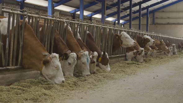 Simmental cows in dairy farm.