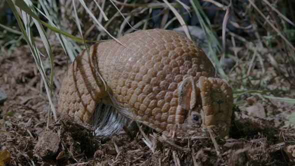 Armadillo rooting around for food in the dirt